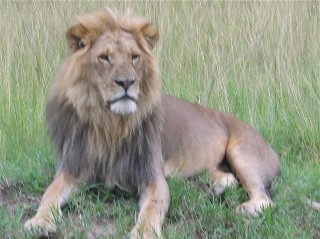 Lion